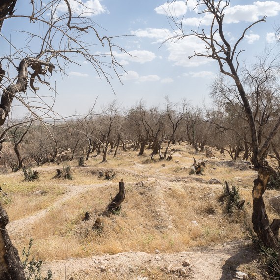 Réhabilitation de l’oliveraie de Cheikhr à Bahzani